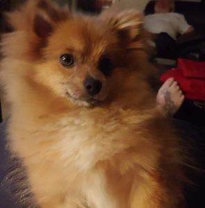 Meet your Posher, Sherry